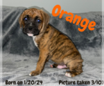 Puppy Orange Boxer