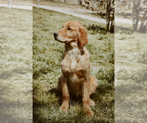 Golden Retriever Puppy for sale in STOUTLAND, MO, USA