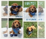 Image preview for Ad Listing. Nickname: Buster