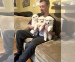 Small #7 American Eskimo Dog