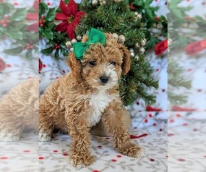 Goldendoodle-Poodle (Miniature) Mix Puppy for sale in KIRKWOOD, PA, USA