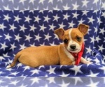 Small Photo #5 Chihuahua Puppy For Sale in MYERSTOWN, PA, USA