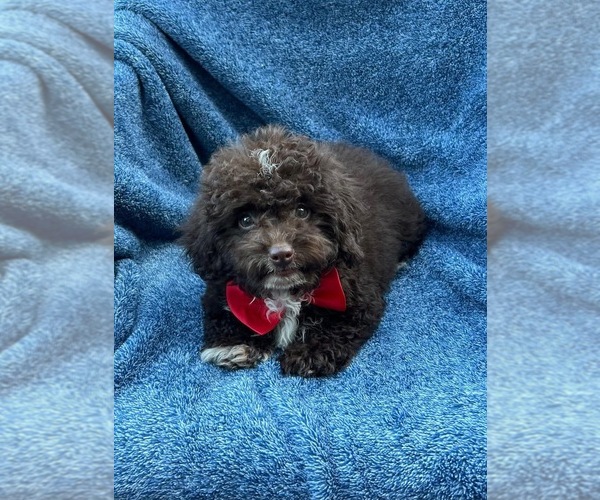 Medium Photo #1 Cavapoo Puppy For Sale in JEFFERSONVILLE, IN, USA
