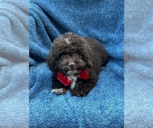 Cavapoo Puppy for sale in JEFFERSONVILLE, IN, USA