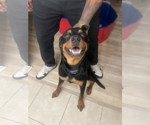 Mother of the Rottweiler puppies born on 05/26/2025