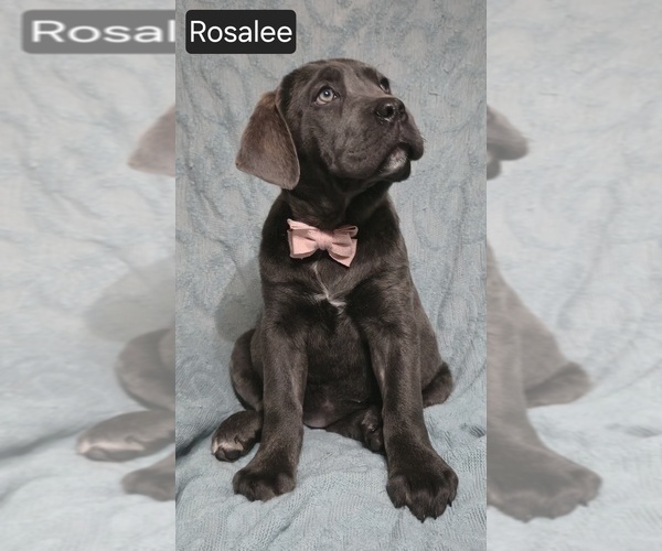 Medium Photo #8 Cane Corso Puppy For Sale in MINERAL WELLS, WV, USA
