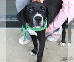 Small #8 Labrador Retriever Mix