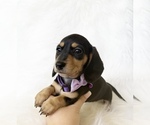 Small #4 Dachshund