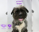 Small #1 Border Terrier