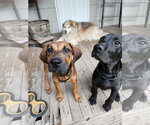 Small #3 Great Dane Mix