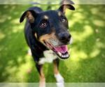 Small #1 Miniature Pinscher Mix