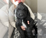 Small Photo #7 Goldendoodle Puppy For Sale in SAINT LOUIS, MO, USA
