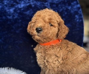 Medium Goldendoodle (Miniature)