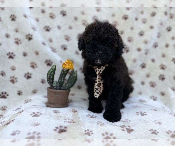 Medium Photo #3 Shih-Poo Puppy For Sale in LAKELAND, FL, USA