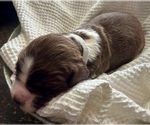 Small #2 English Springer Spaniel