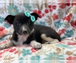 Small Photo #9 Australian Cattle Dog-Border Collie Mix Puppy For Sale in LAKELAND, FL, USA
