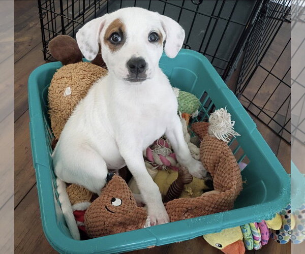 Medium Photo #3 Jack Russell Terrier-Unknown Mix Puppy For Sale in Ball Ground, GA, USA