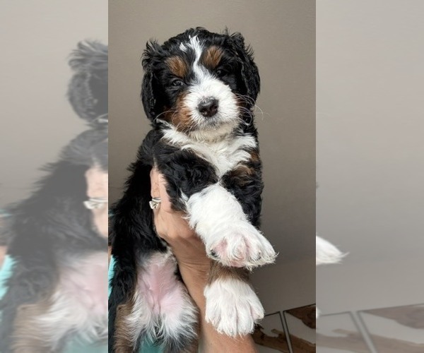 Medium Photo #2 Bernedoodle mix (+ Poodle Standard) Puppy For Sale in WAYLAND, MI, USA