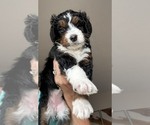 Small #1 Bernedoodle mix (+ Poodle Standard)