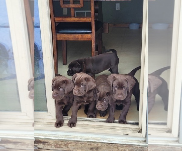 Medium Photo #1 Labrador Retriever Puppy For Sale in ROGERS, MN, USA