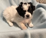 Puppy Puppy 3 King Charles Yorkie