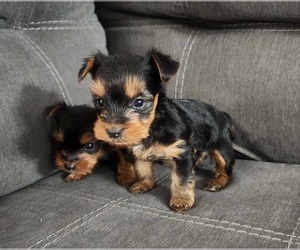 Yorkshire Terrier Puppy for sale in WINSTON SALEM, NC, USA