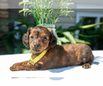 Puppy Willow Dachshund