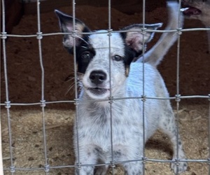 Australian Cattle Dog Puppy for Sale in MIDDLEBORO, Massachusetts USA
