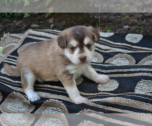 Medium Photo #7 Alaskan Klee Kai-Pomeranian Mix Puppy For Sale in GREENWOOD, WI, USA