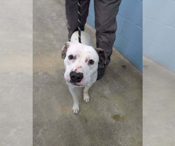 Medium Photo #3 Mutt Puppy For Sale in Evansville, IN, USA