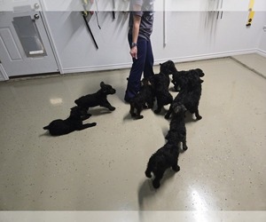 Schnauzer (Giant) Litter for sale in KILLEEN, TX, USA