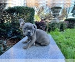 Small Photo #233 French Bulldog Puppy For Sale in HAYWARD, CA, USA
