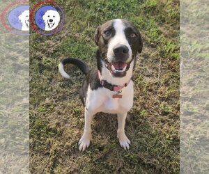 Great Pyrenees Dogs for adoption in Spring, TX, USA