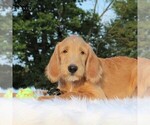 Small Photo #5 Labradoodle-Poodle (Standard) Mix Puppy For Sale in BINO, PA, USA