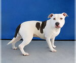 Small #1 Mutt