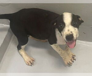 American Pit Bull Terrier-Unknown Mix Dogs for adoption in Augusta, GA, USA