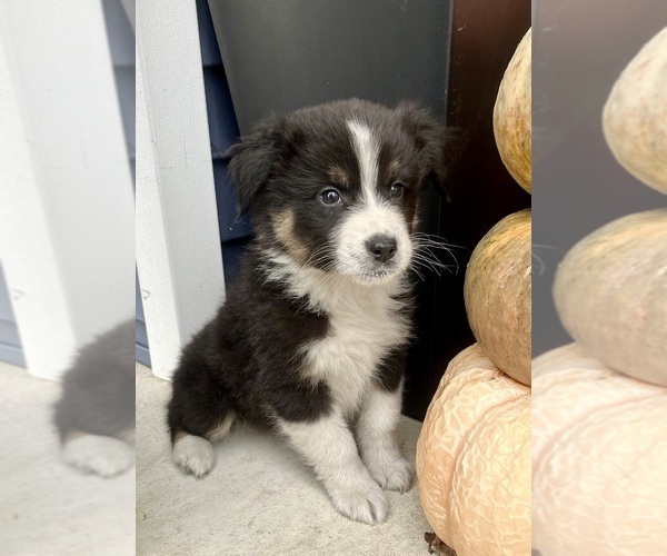 Medium Photo #4 Australian Shepherd Puppy For Sale in LODA, IL, USA