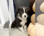 Small #3 Australian Shepherd