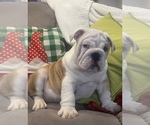 Small Photo #9 English Bulldog Puppy For Sale in TEMPE, AZ, USA