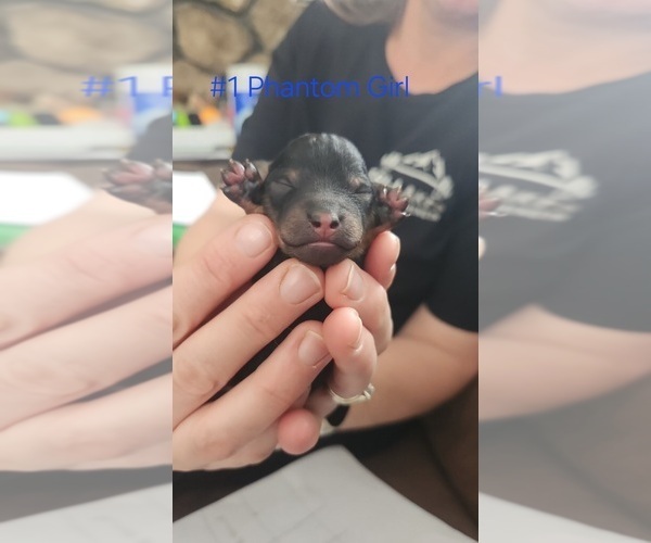 Medium Photo #2 Poodle (Toy) Puppy For Sale in MORRISON, CO, USA