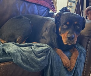 Mother of the Rottweiler puppies born on 03/09/2026