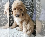 Puppy Gage Goldendoodle