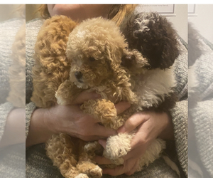 Poodle (Miniature) Puppy for Sale in VENETA, Oregon USA