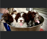 Small Photo #1 Lagotto Romagnolo Puppy For Sale in SPRING CITY, TN, USA