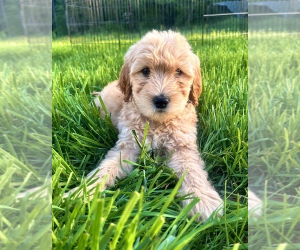 Medium Photo #7 Double Doodle Puppy For Sale in ROARING RIVER, NC, USA