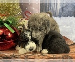 Small Photo #25 Aussiedoodle Puppy For Sale in COMMERCE, MI, USA