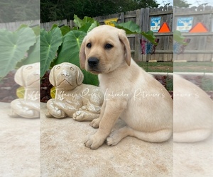 Labrador Retriever Puppy for sale in DAVIS, OK, USA