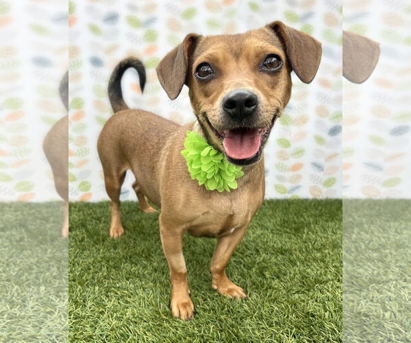 Medium Photo #1 Dachshund-Unknown Mix Puppy For Sale in Corona, CA, USA