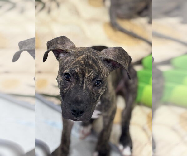 Medium Photo #3 American Staffordshire Terrier-Unknown Mix Puppy For Sale in Sanford, FL, USA