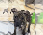 Small #2 American Staffordshire Terrier Mix